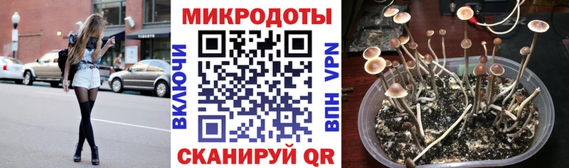 Псилоцибиновые грибы Cubensis  Пятигорск 
